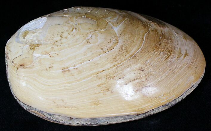 Wide Polished Fossil Clam - Jurassic #21764